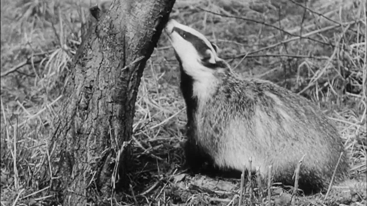 Backdrop for Wisdom of the Wild