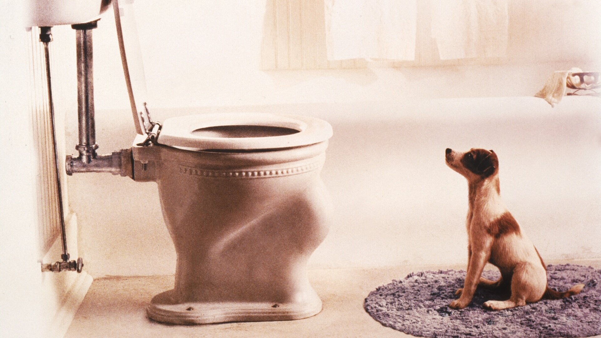 Backdrop for My Dog Skip