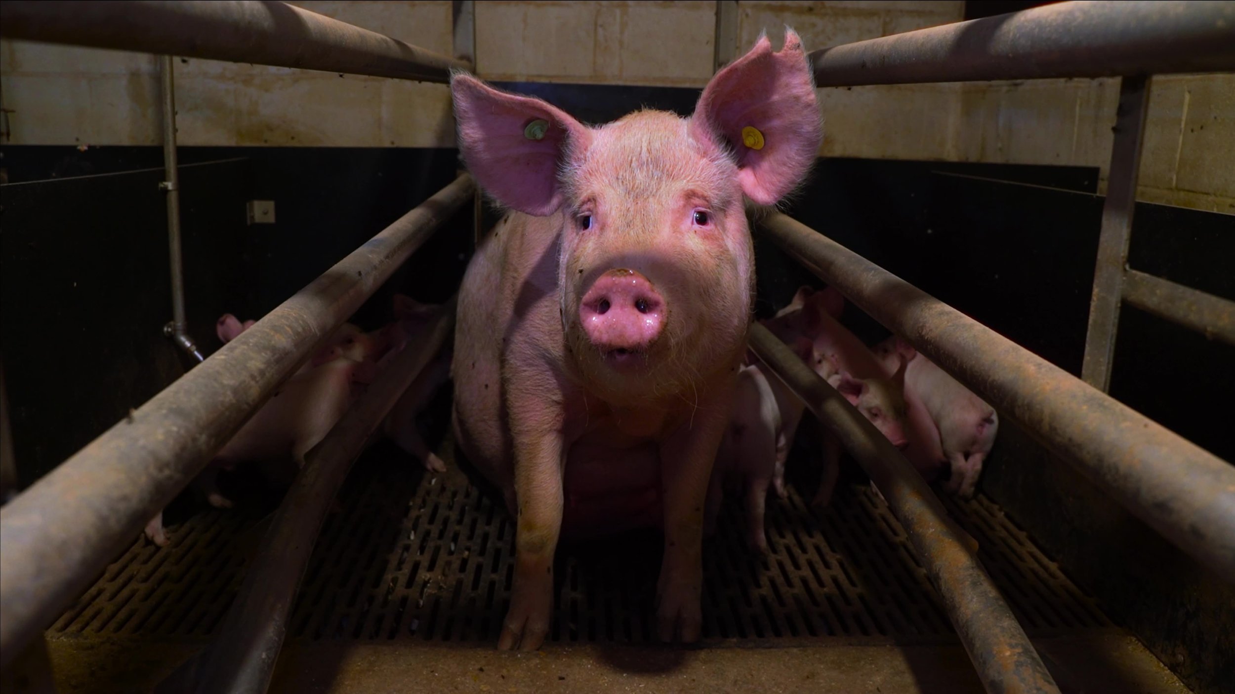 Backdrop for Pignorant