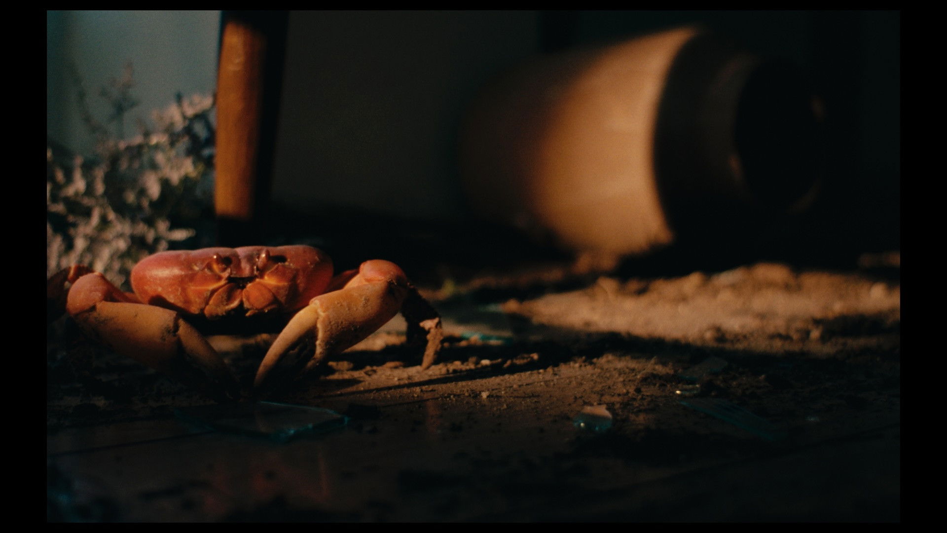 Backdrop for Crabs in the Air