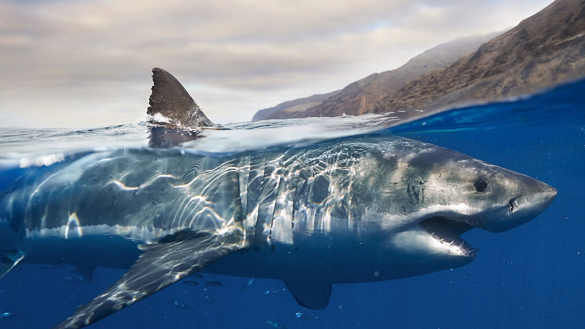 Backdrop for Les requins, maîtres des profondeurs