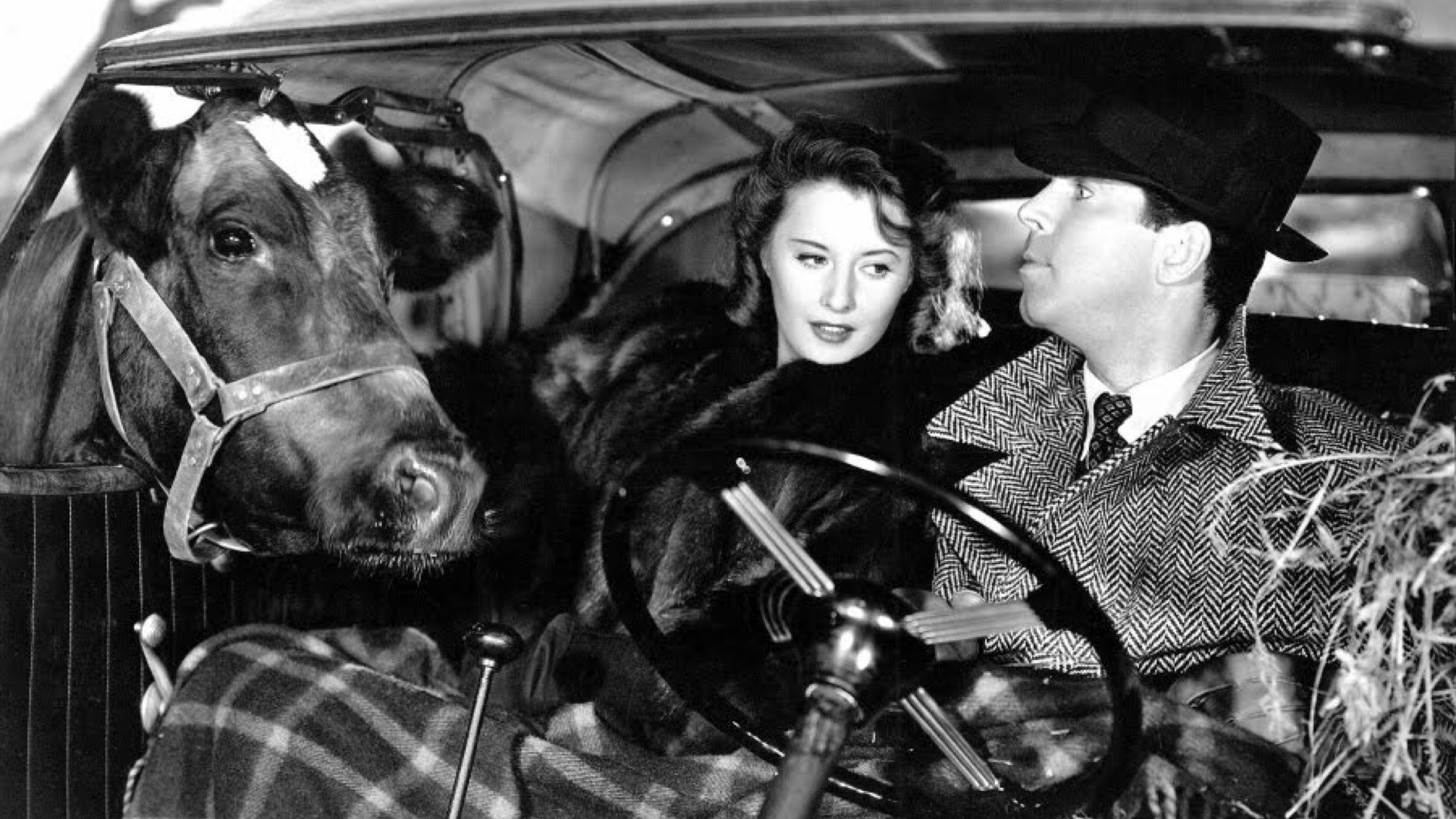 Backdrop for Remember the Night