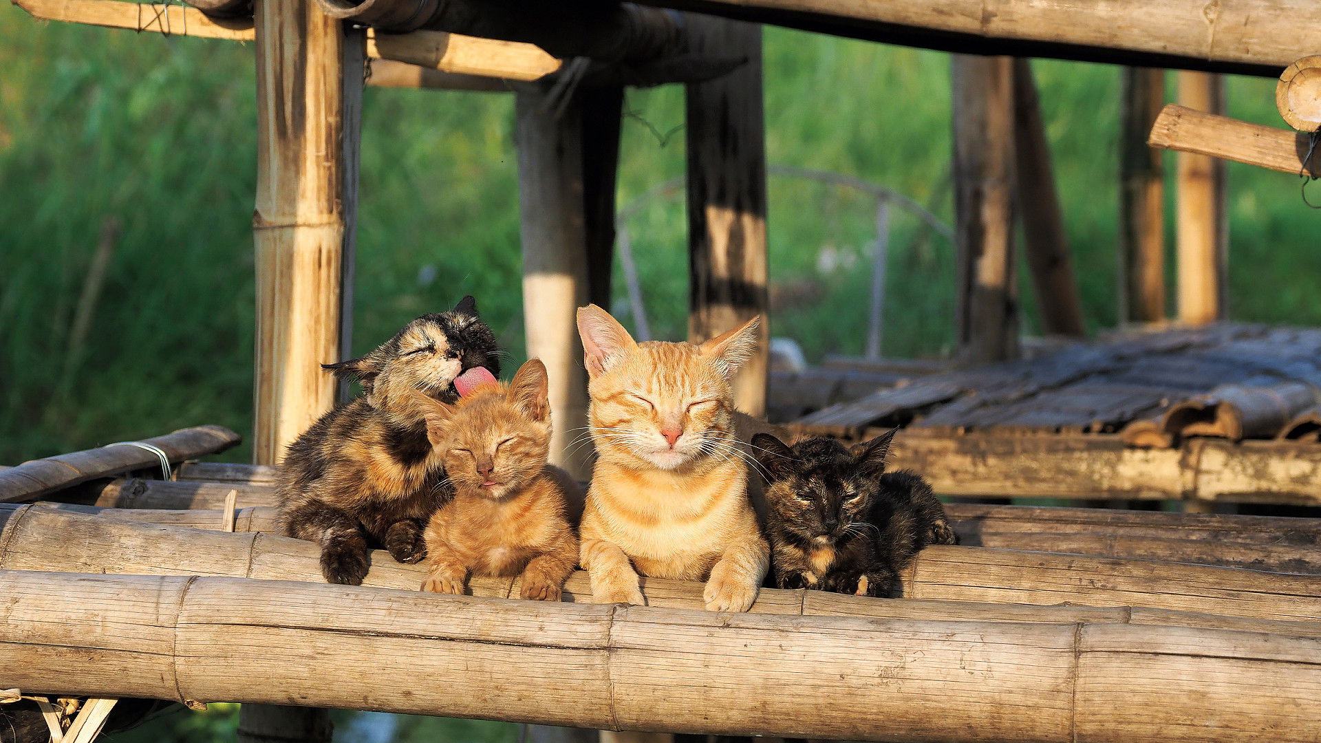 Backdrop for Mitsuaki Iwago's World “Cats” Travelogue