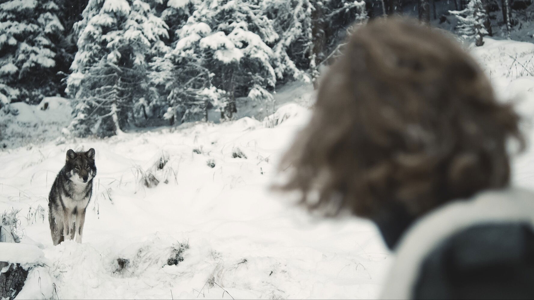 Backdrop for Der Wolf