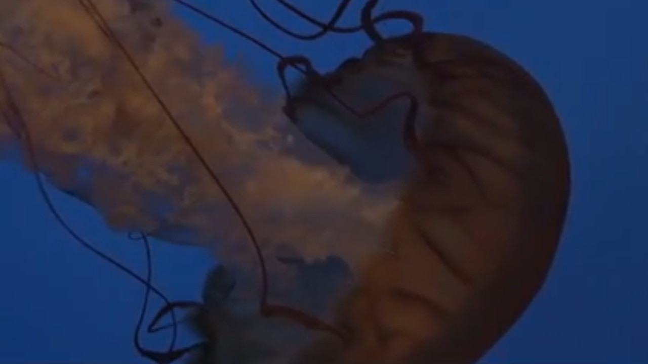 Backdrop for Whitechapel: The Brotherhood of the Blade