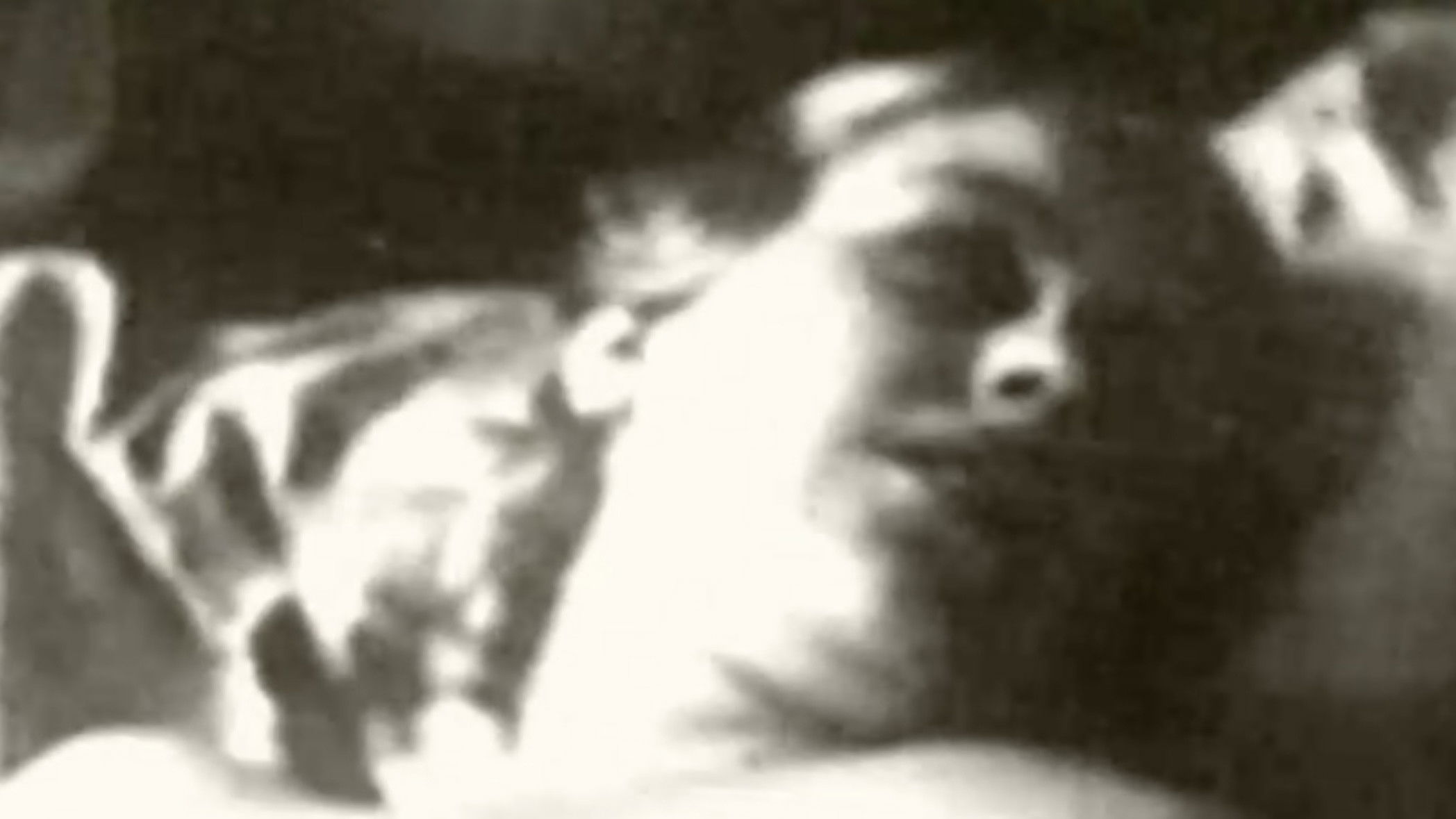 Backdrop for The Busy Lesbian Club