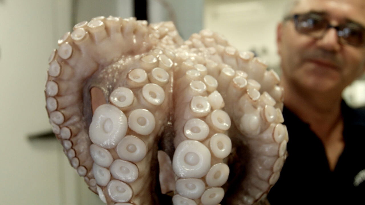 Backdrop for Food on the Go