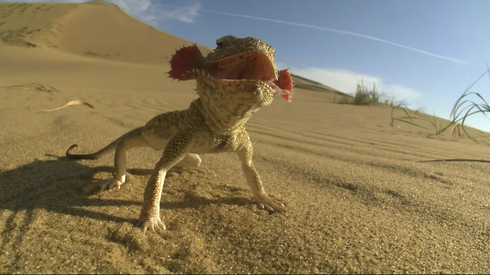 Backdrop for The Law of Reptiles