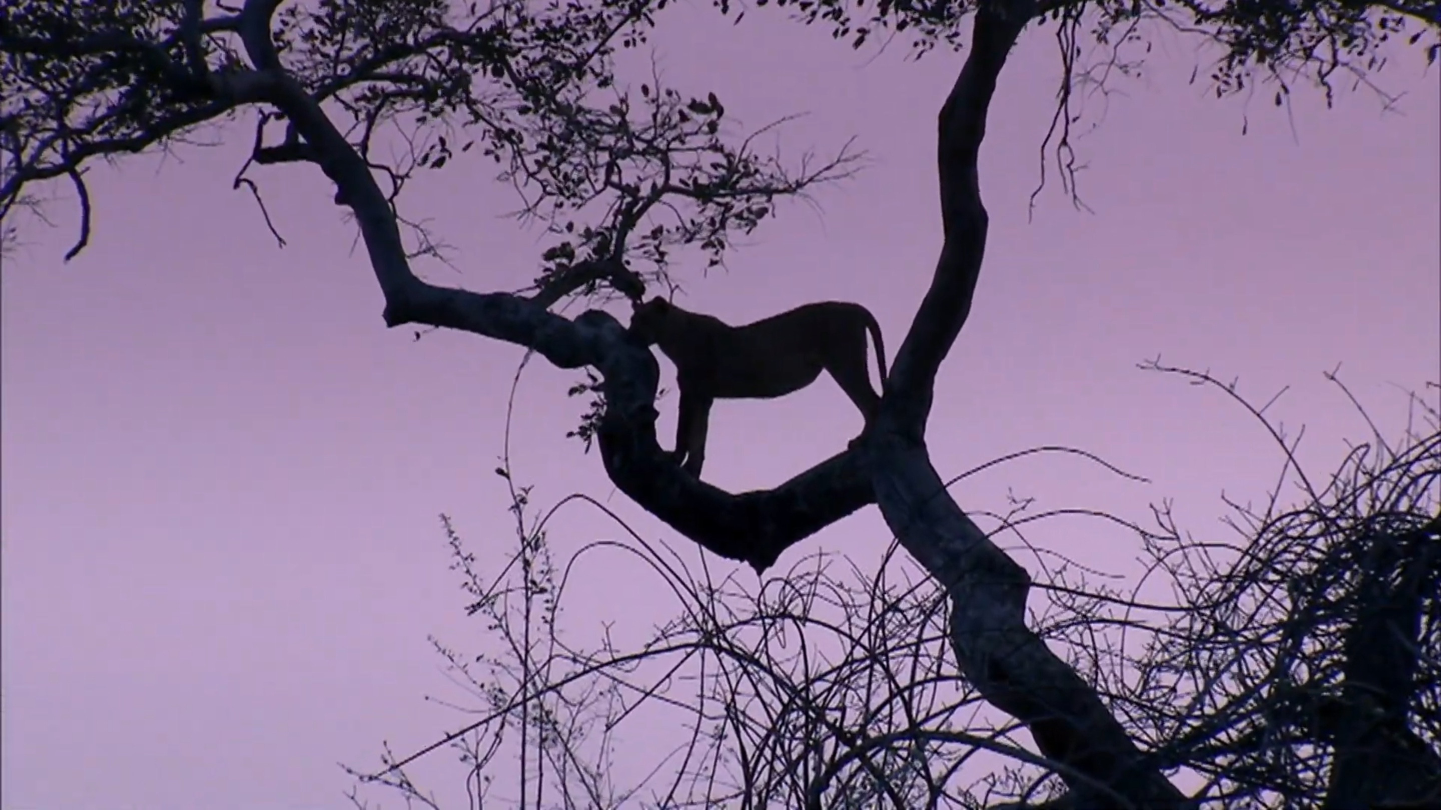 Backdrop for Predator's Playground