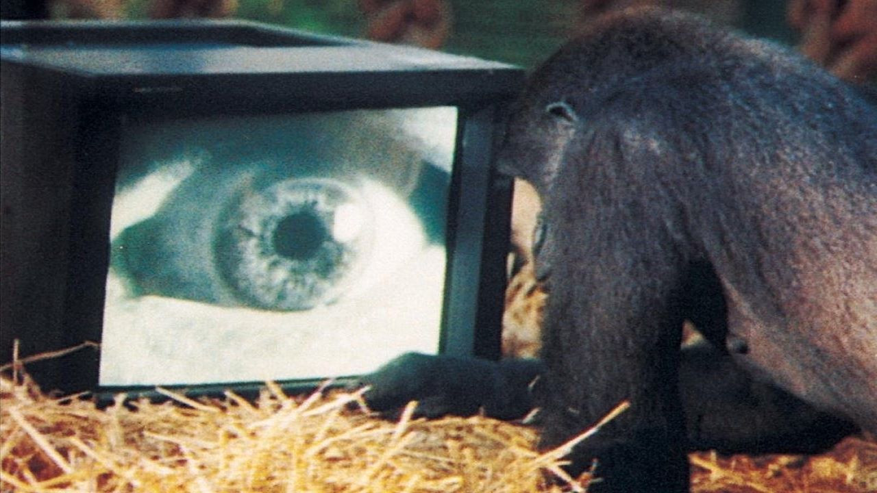 Backdrop for Roger Waters - Amused to Death