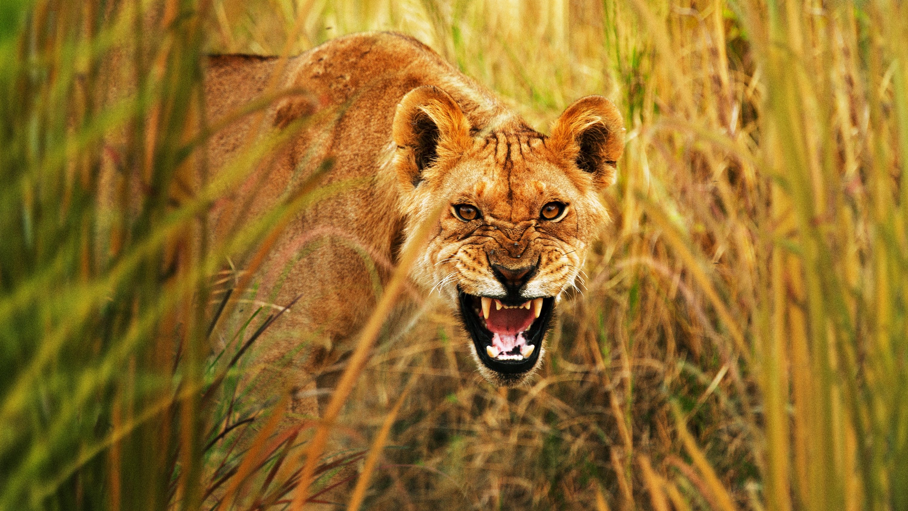 Backdrop for Secret Life of Predators