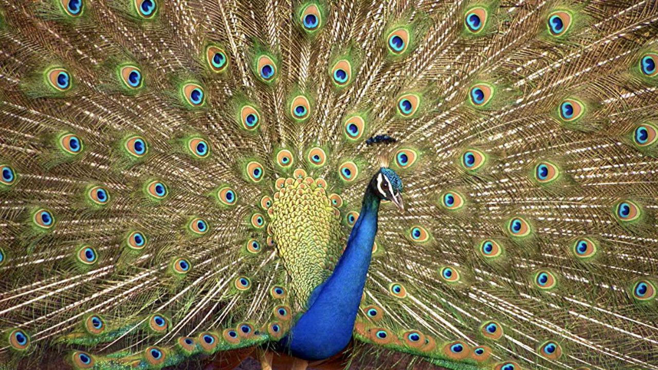 Backdrop for Crazy Creatures