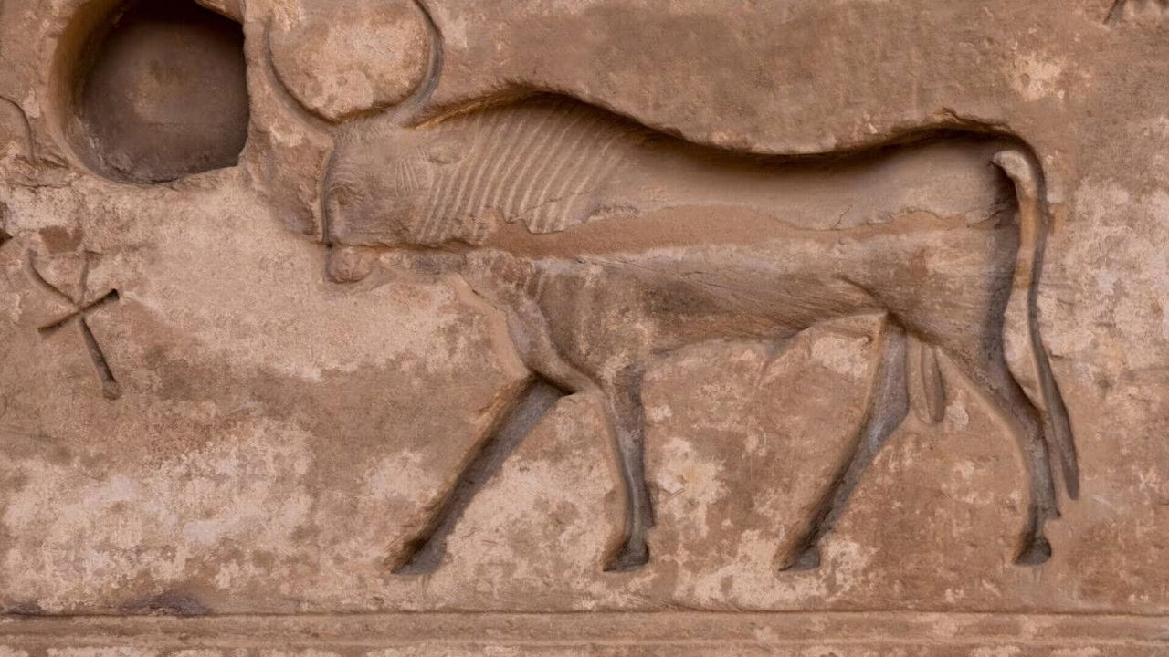 Backdrop for Les animaux sacrés de l'Egypte ancienne