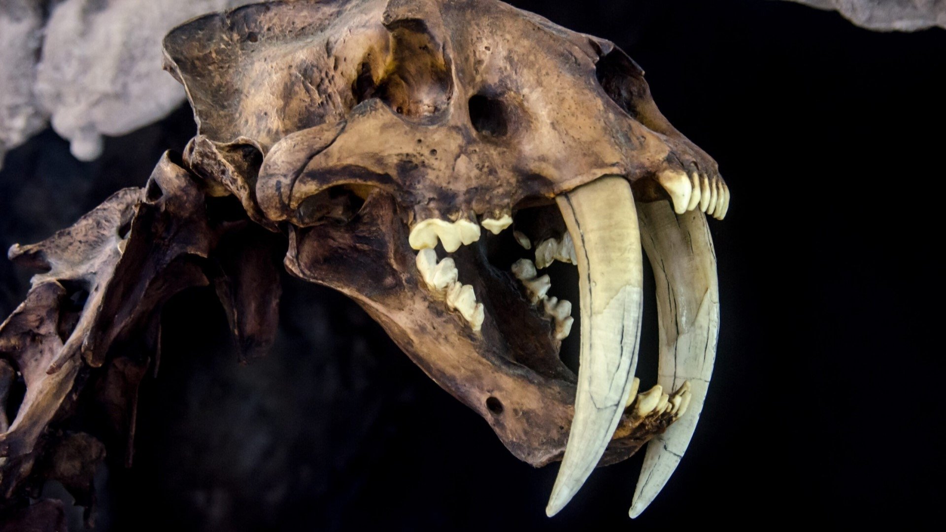 Backdrop for Le mystérieux tigre à dents de sabre