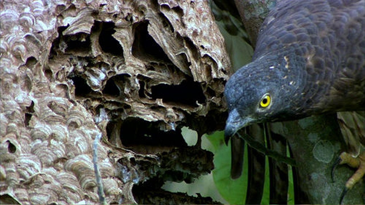 Backdrop for The Oriental Honey Buzzards of Ninety-nine Peaks