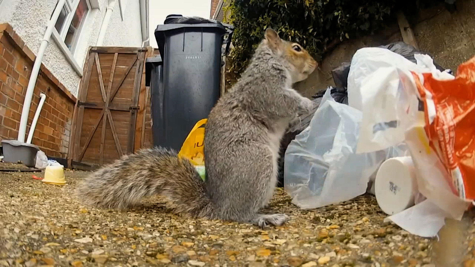 Backdrop for Nature's Boldest Thieves