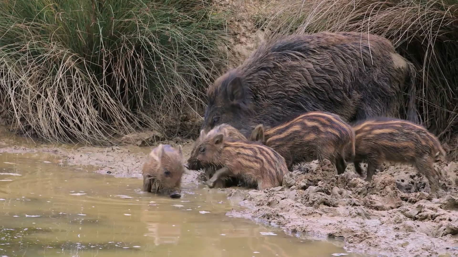 Backdrop for Crèches sauvages, des bébés dans nos campagnes
