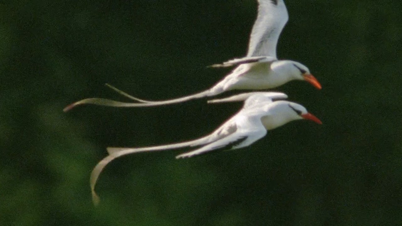 Backdrop for Trials of Life