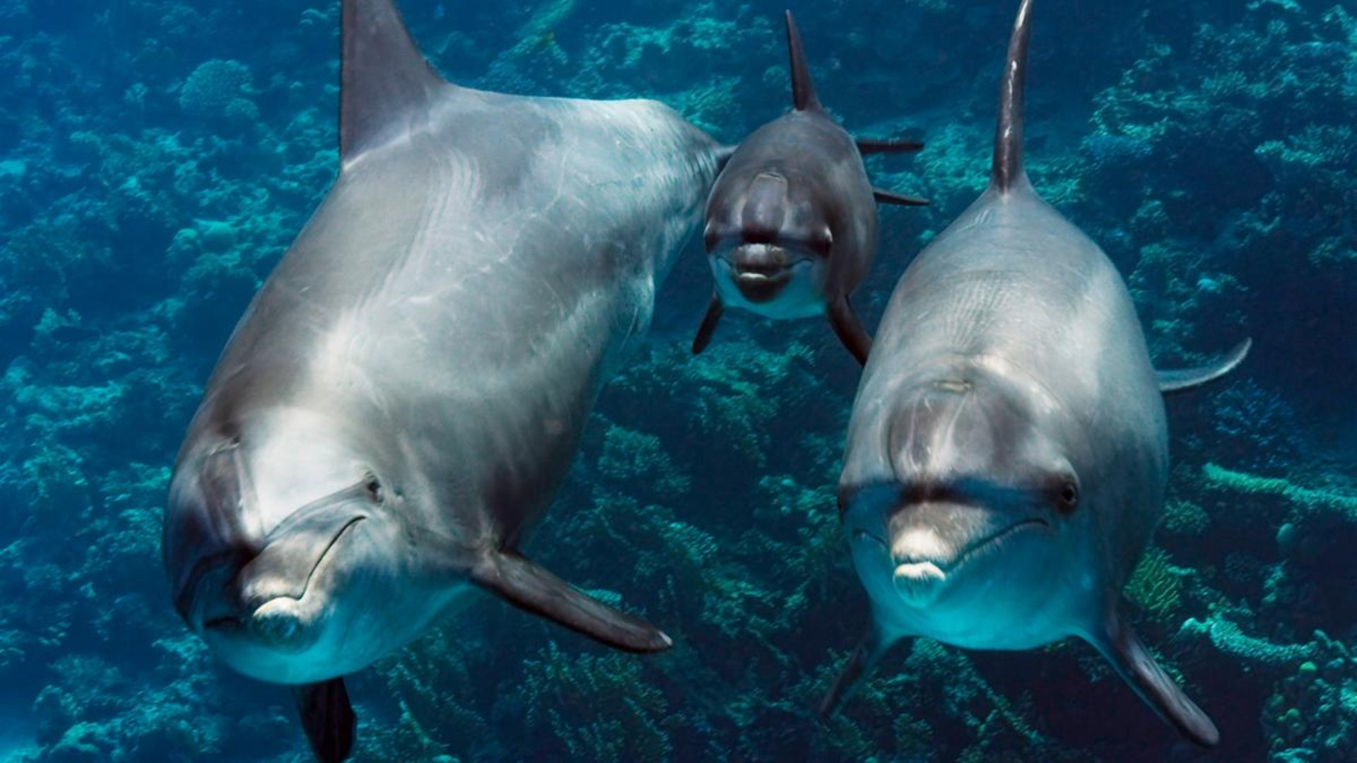 Backdrop for Our Earth - Our Oceans