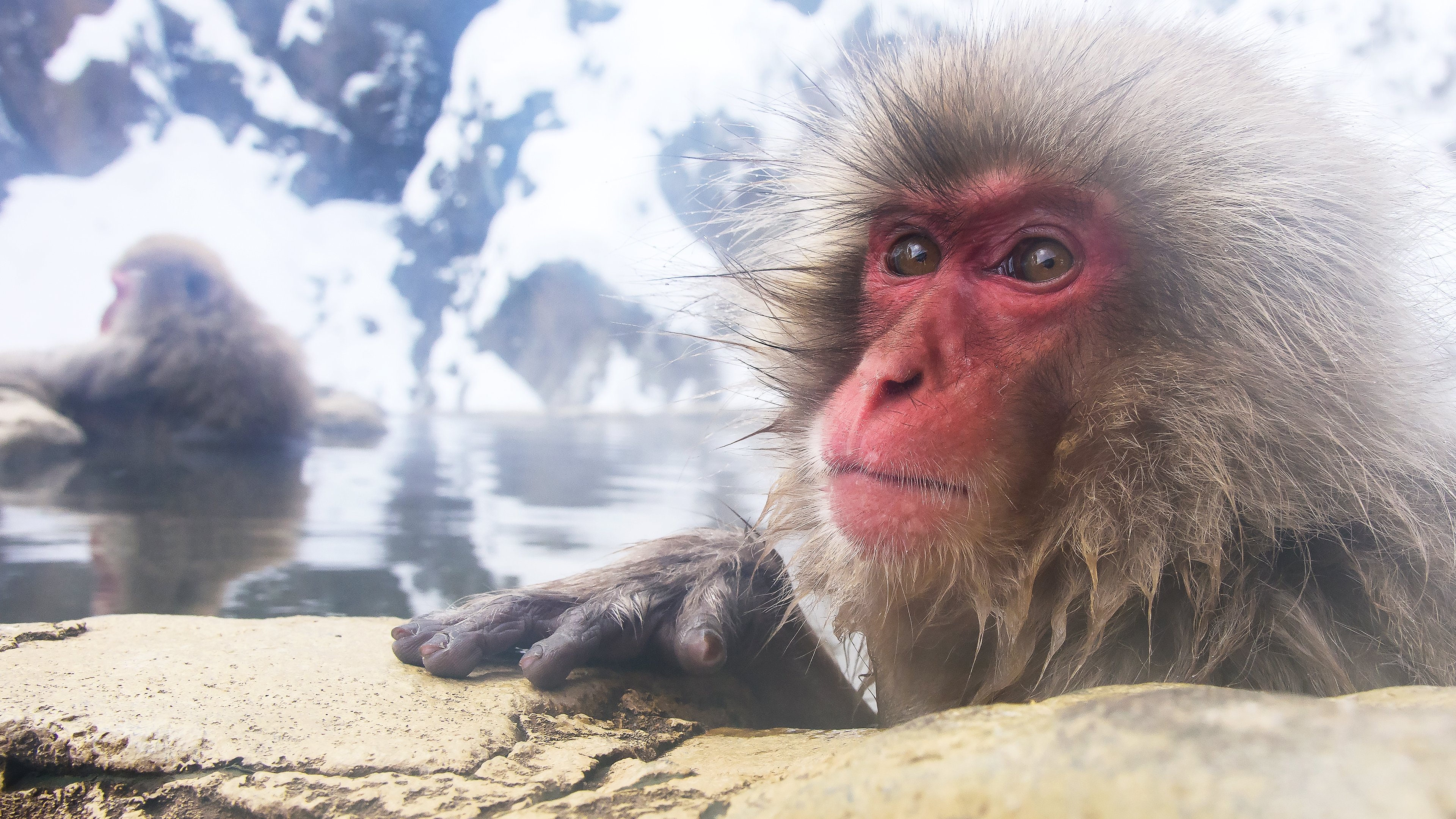 Backdrop for Wild Japan: Snow Monkeys