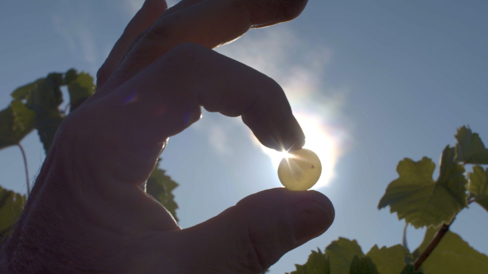 Backdrop for Liquid Gold: In Quest of the Aszu of Tokaj