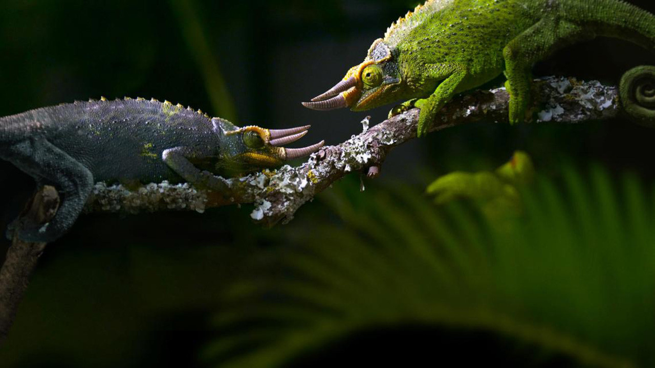 Backdrop for Règne animal, les jeux de l'amour