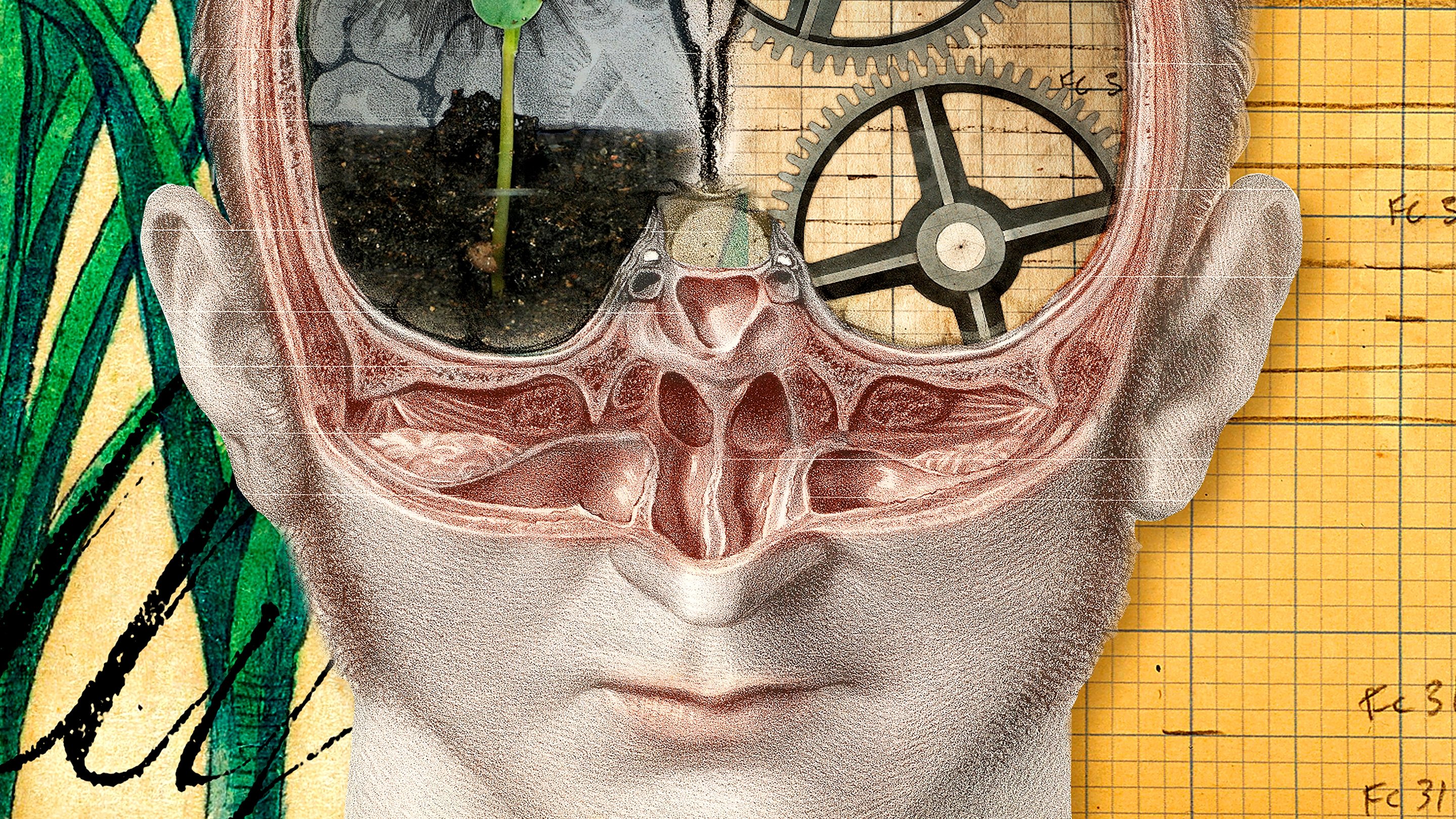 Backdrop for The Divided Brain