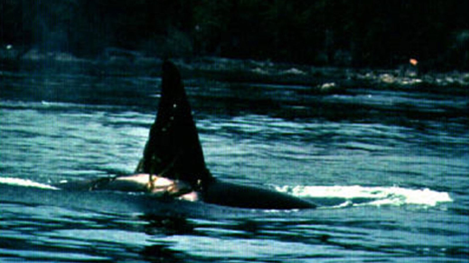 Backdrop for Island of Whales