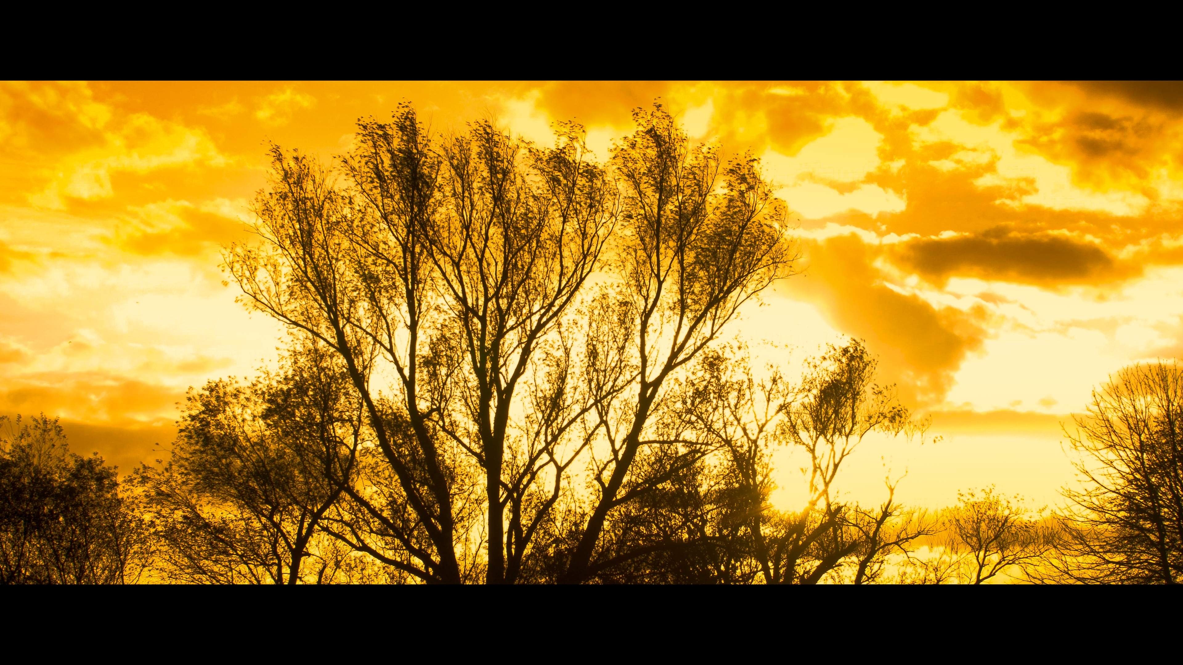 Backdrop for Autumn Leaves 4K