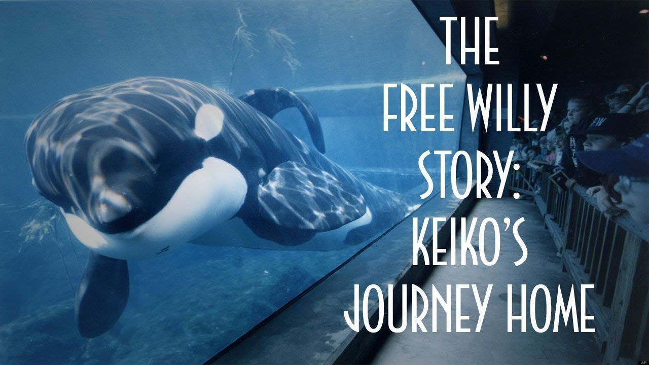 Backdrop for The Free Willy Story - Keiko's Journey Home