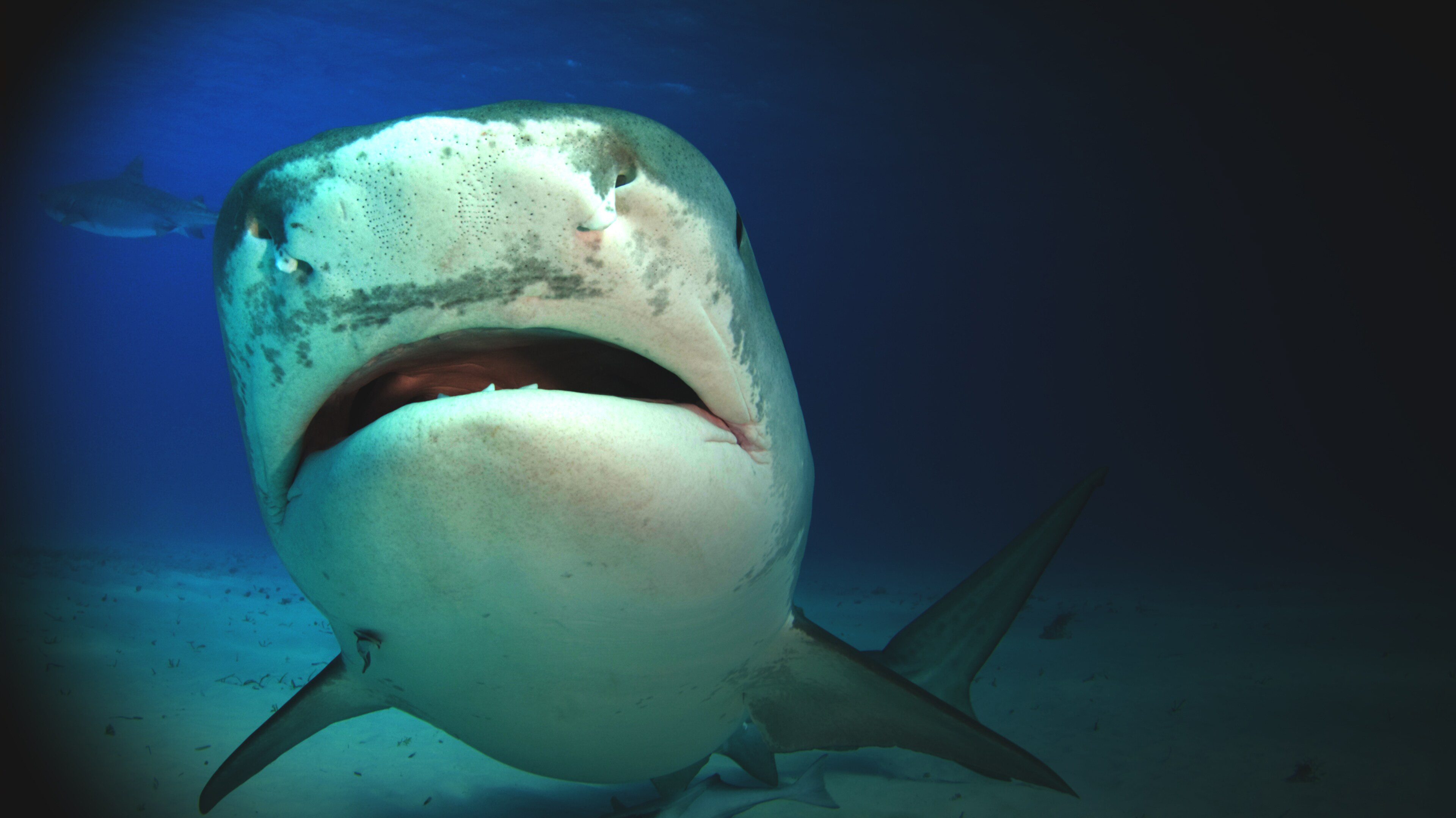 Backdrop for Shark Attack Experiment Live