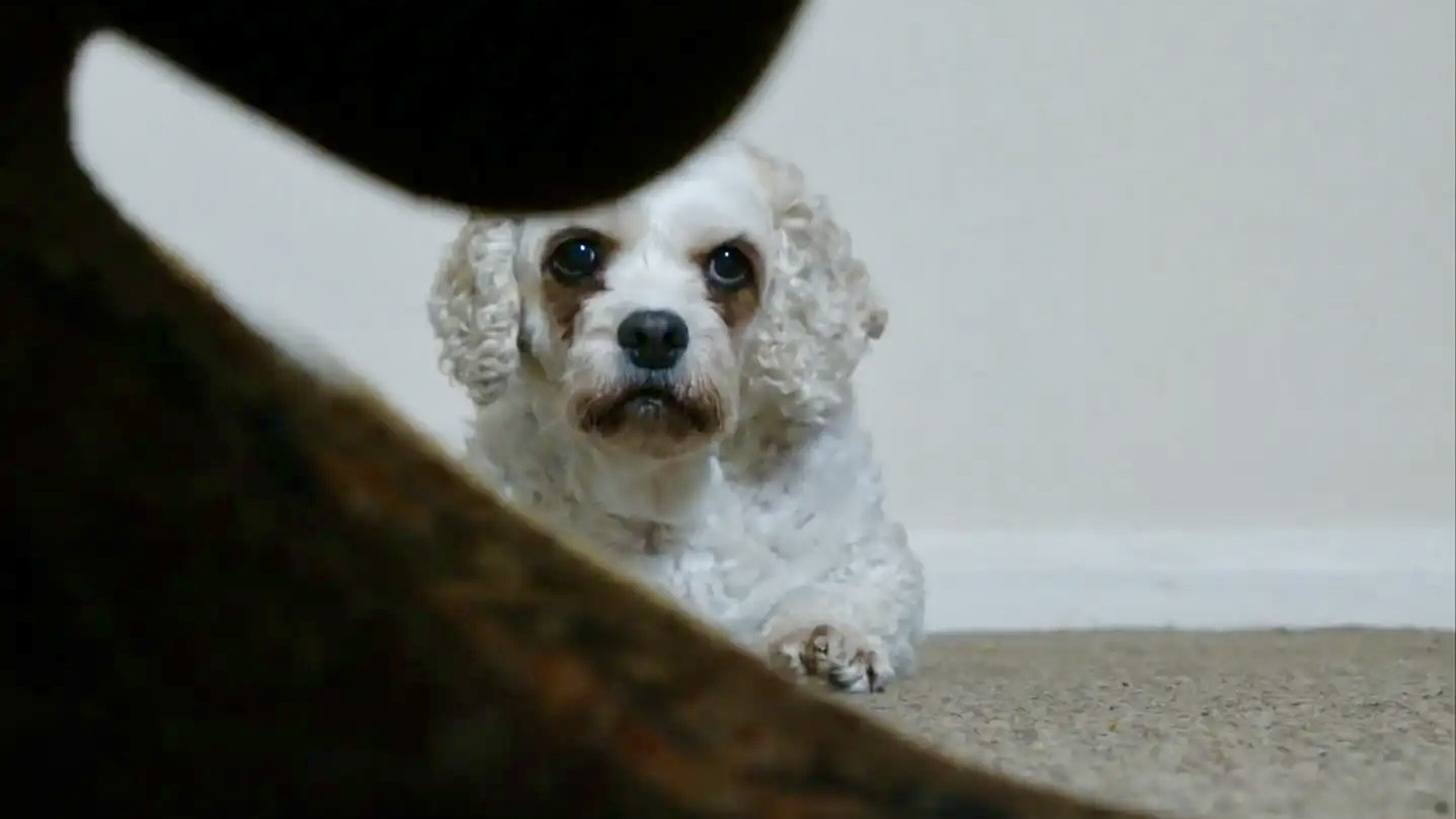 Backdrop for Dog Noise