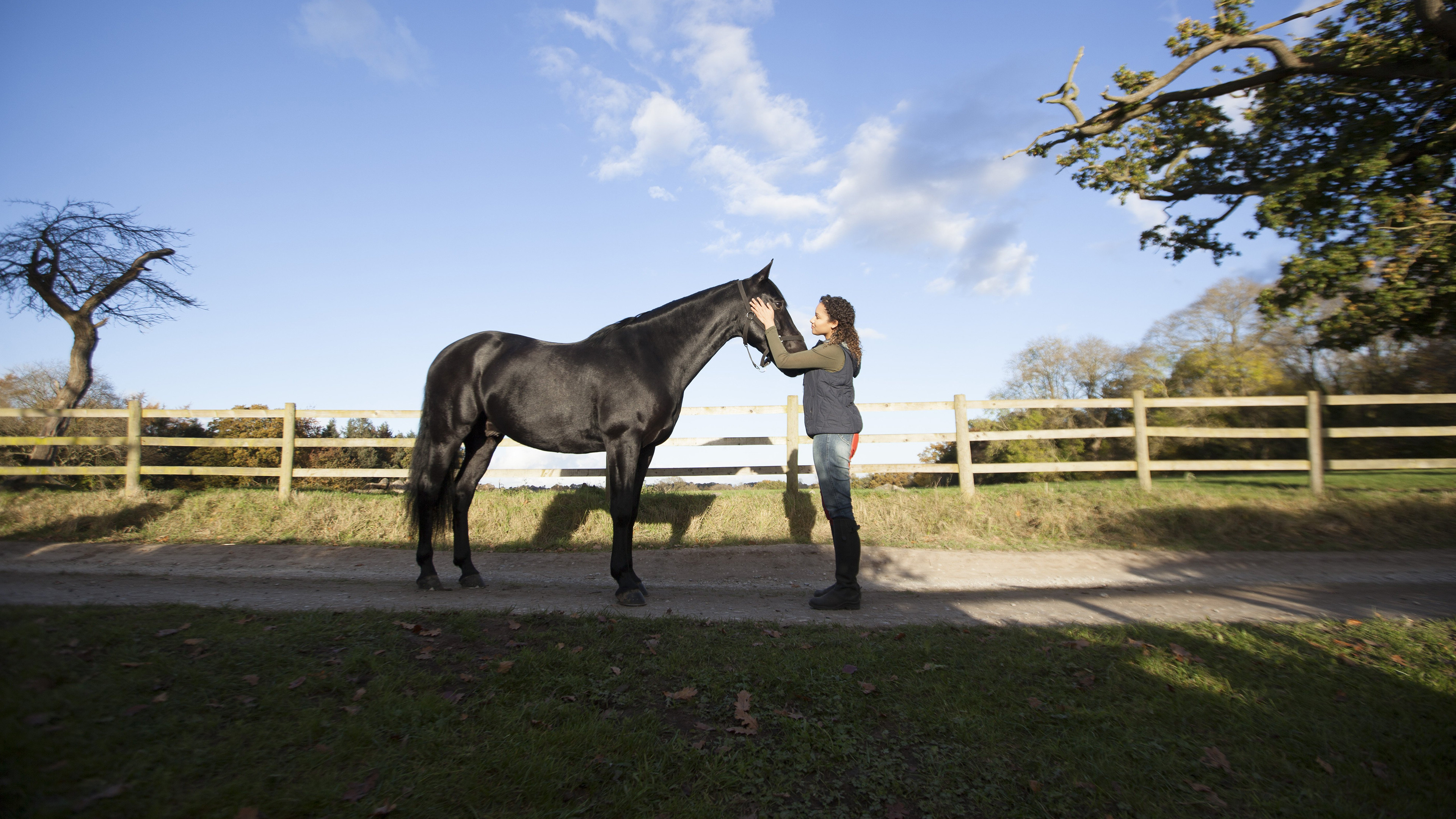 Backdrop for Free Rein