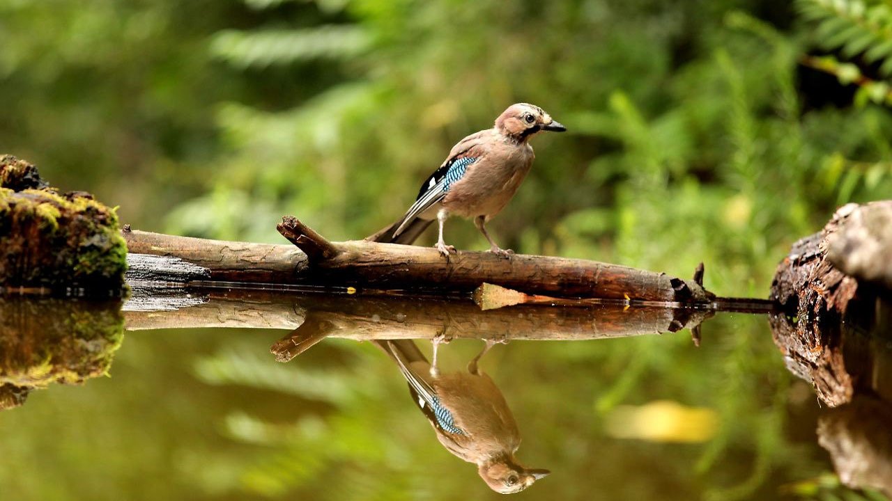 Backdrop for The Green Planet