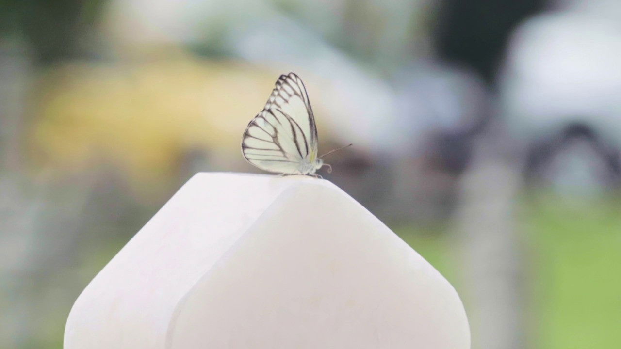 Backdrop for Mentega Terbang