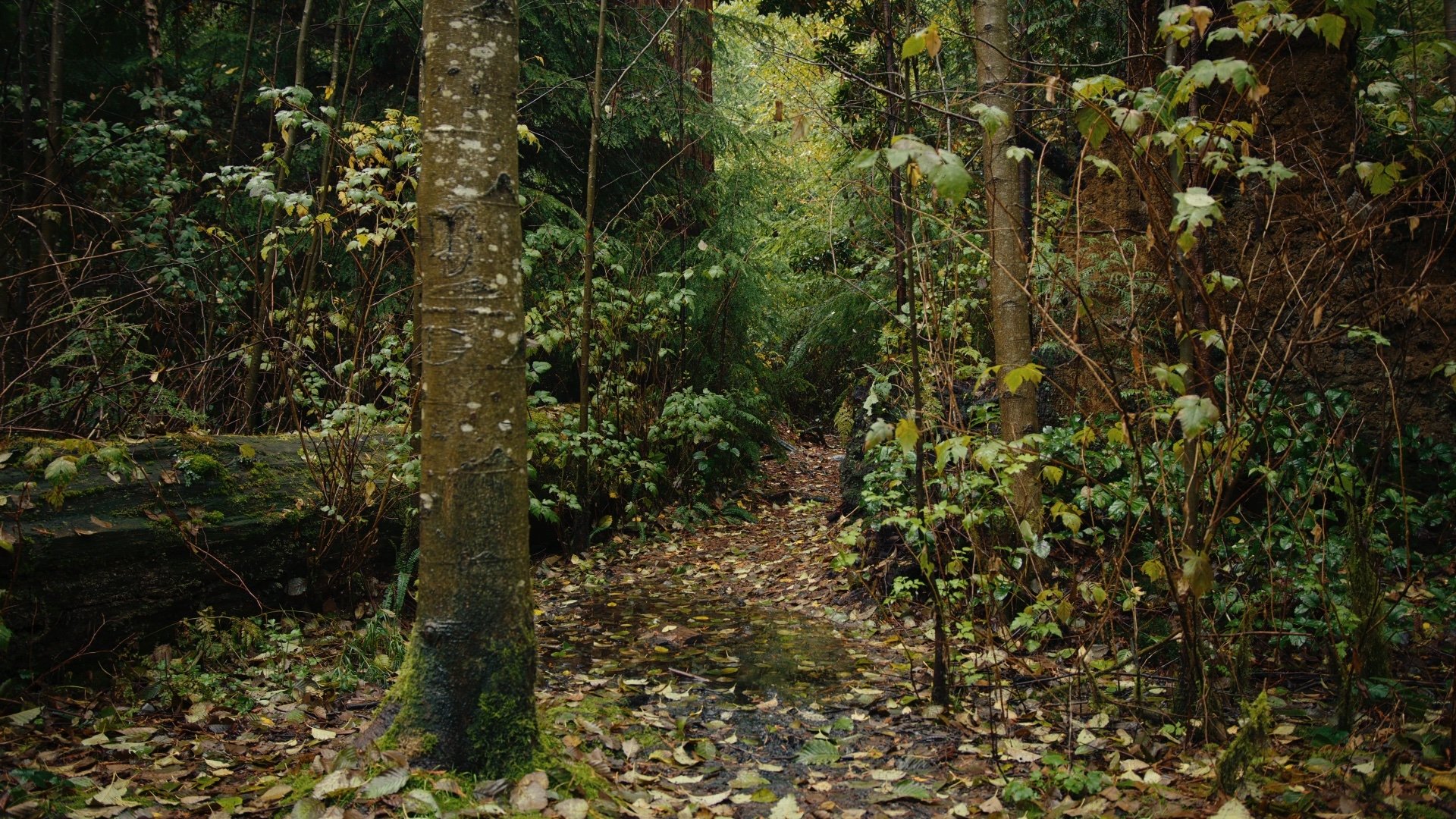 Backdrop for My Thoughts Exactly