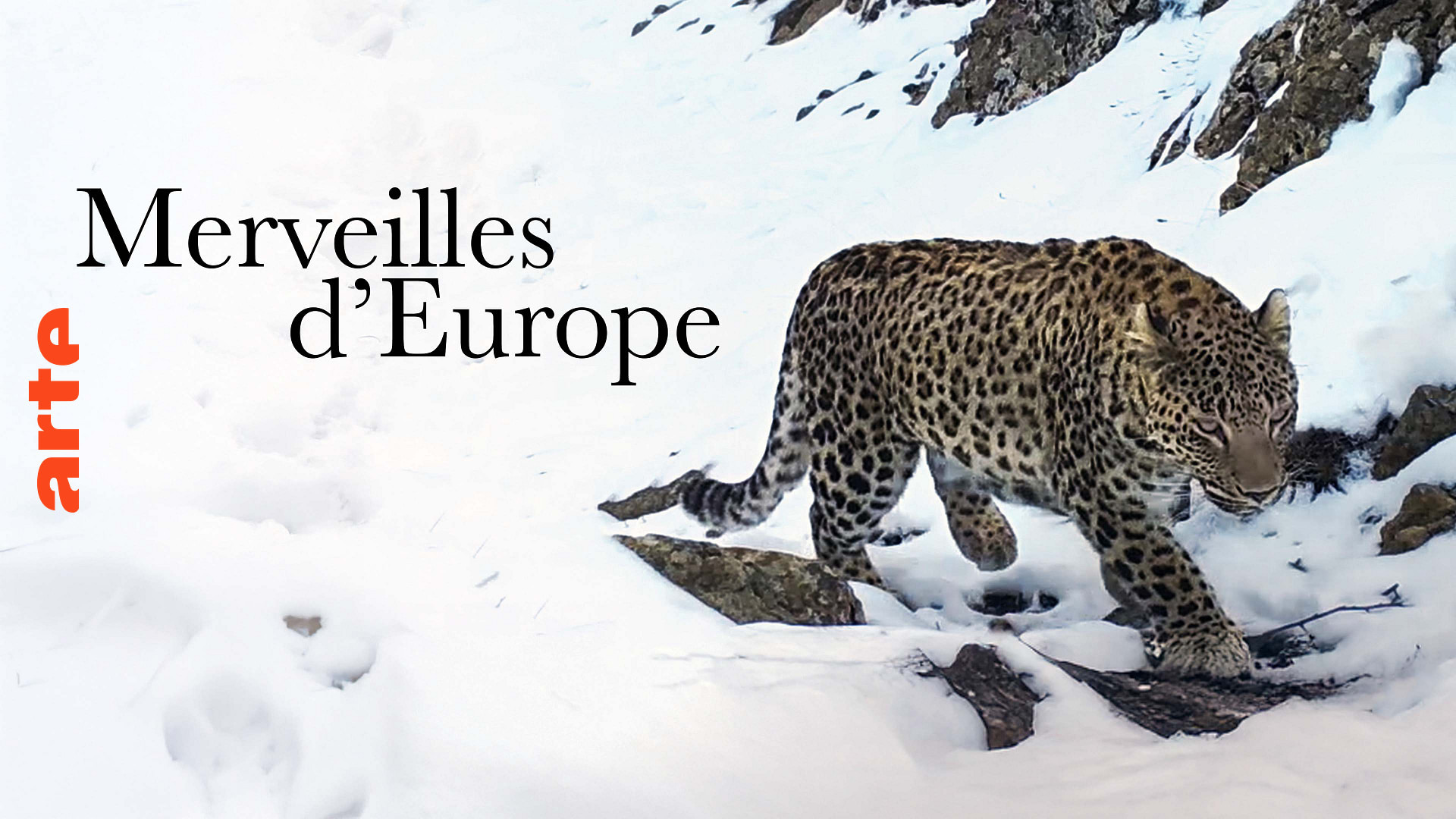 Backdrop for Merveilles d'Europe