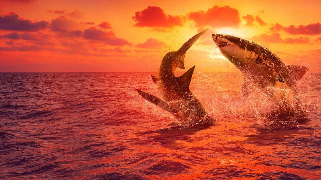 Backdrop for Great White Fight Club