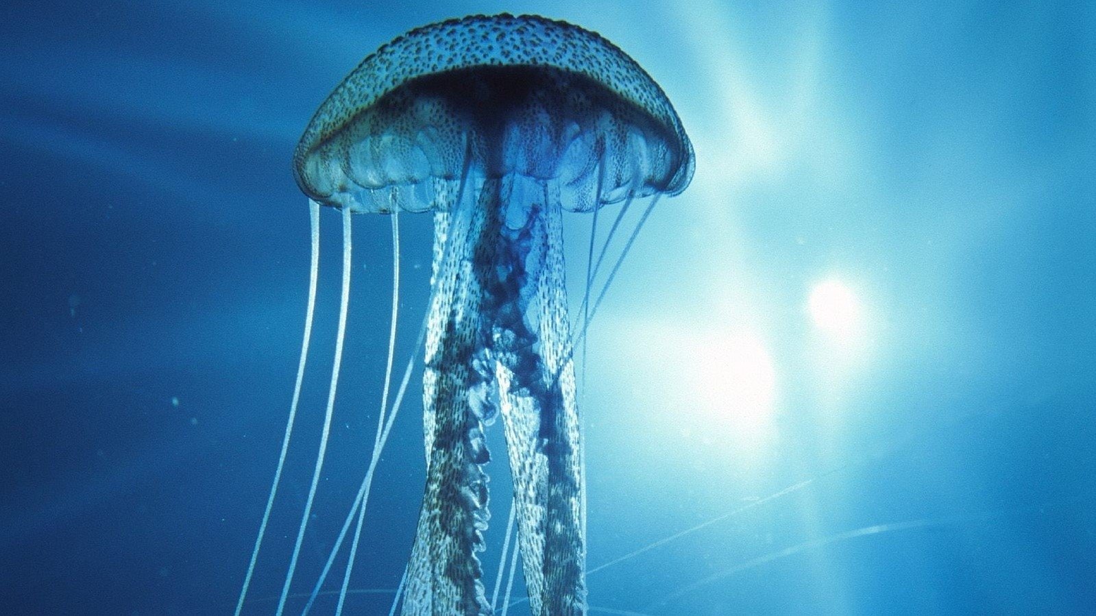 Backdrop for Into the Deep