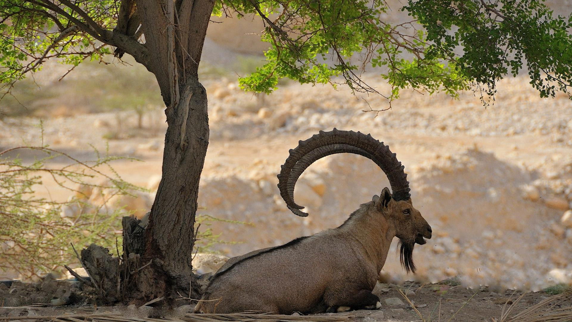Backdrop for Land of Genesis