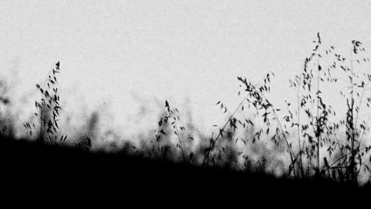 Backdrop for MIRTILLO - numerus I