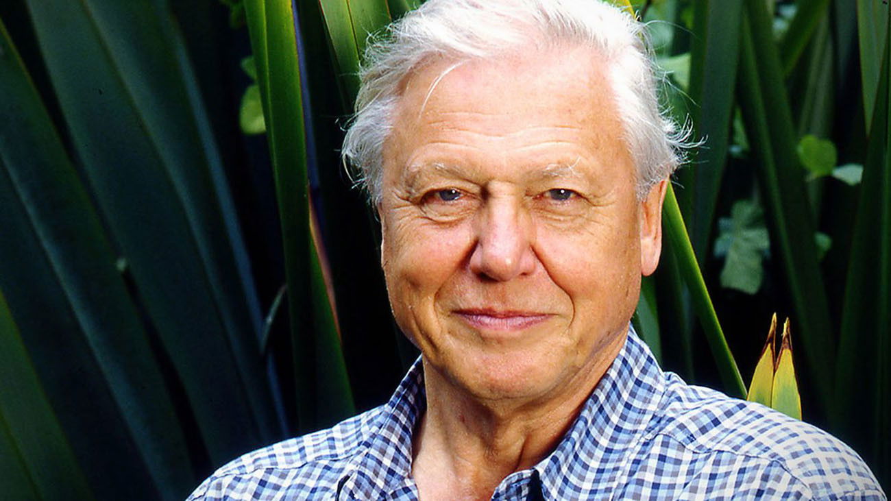 Backdrop for Gorillas Revisited with Sir David Attenborough