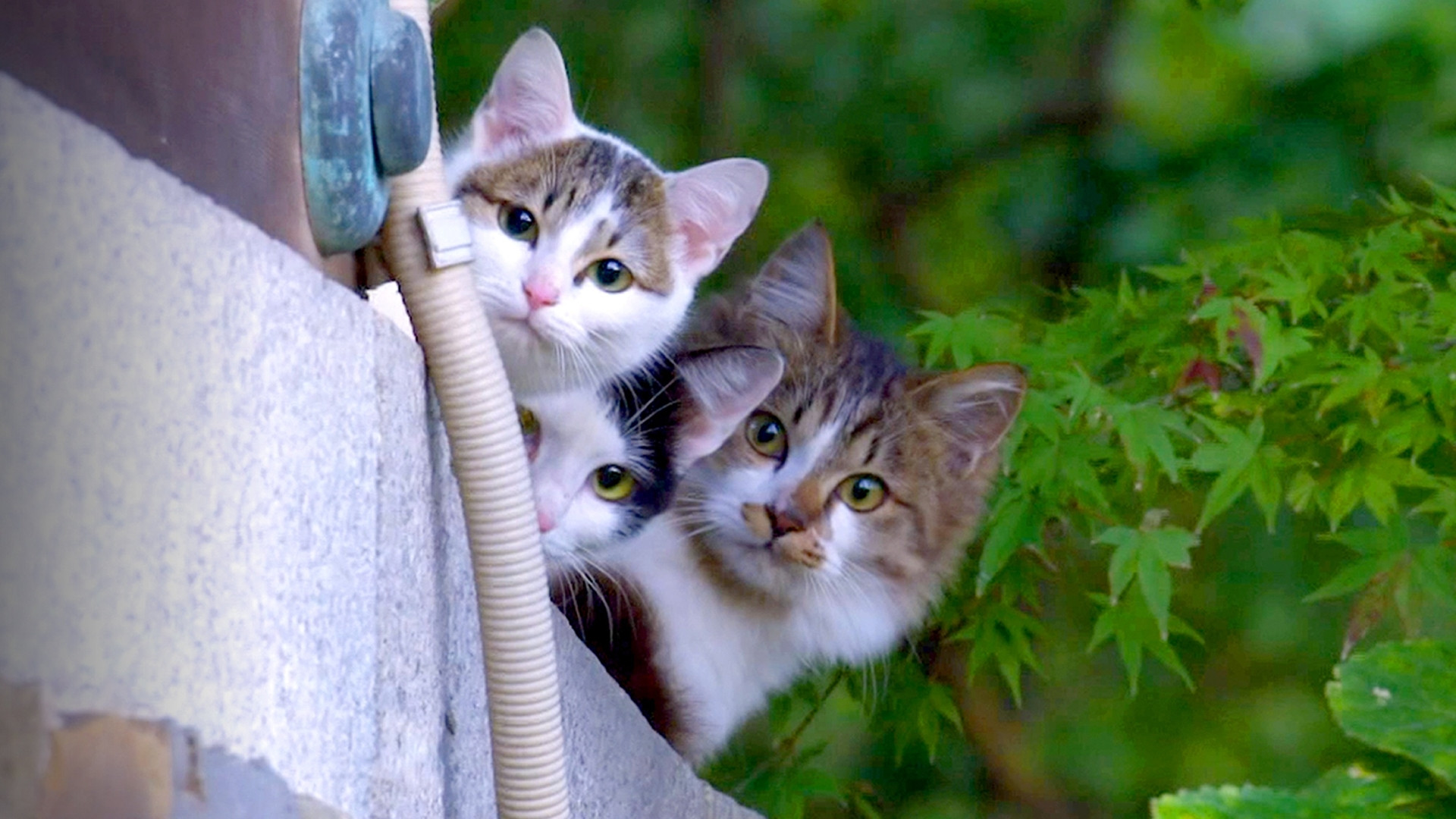 Backdrop for A Cat's-Eye View of Japan