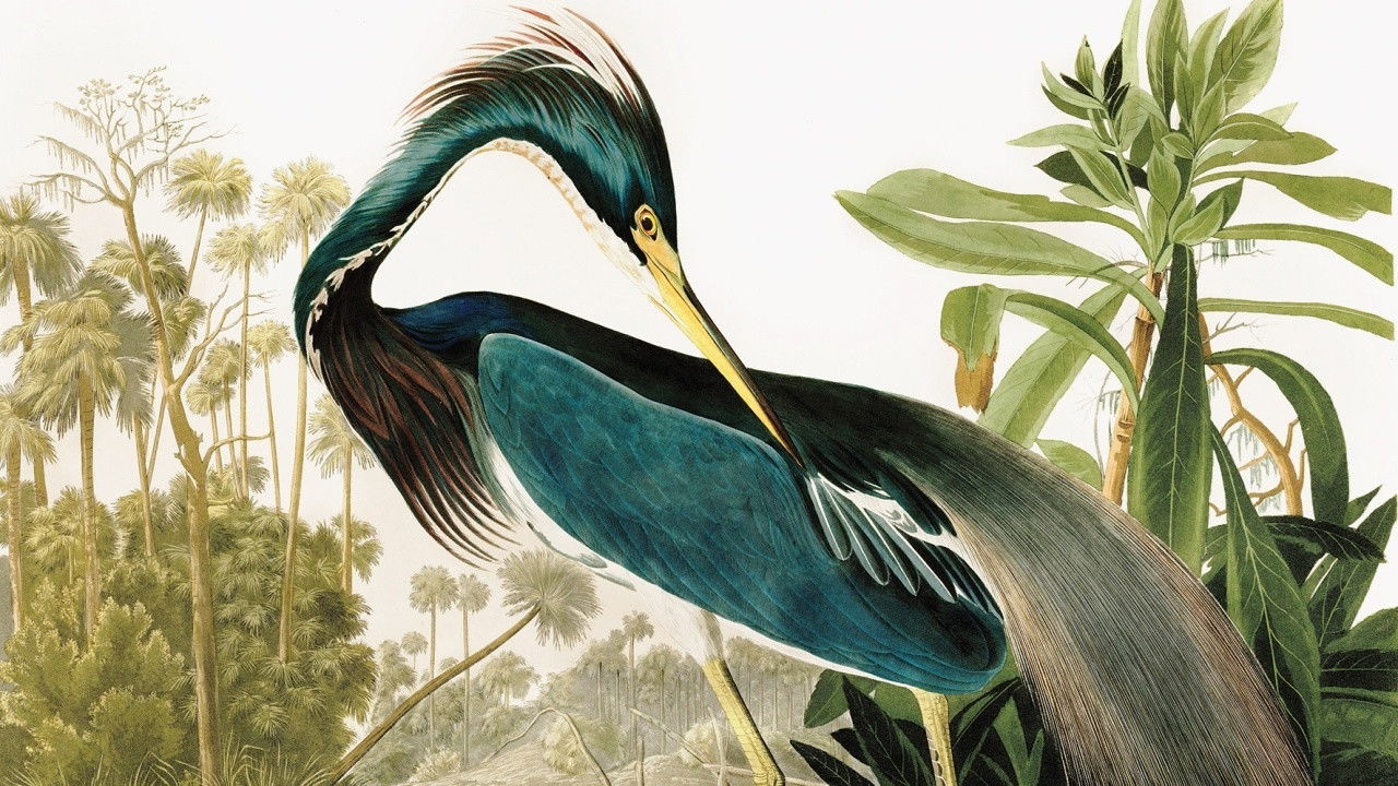 Backdrop for Birds of America