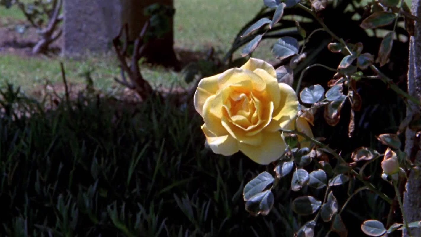 Backdrop for The Sexual Story of O