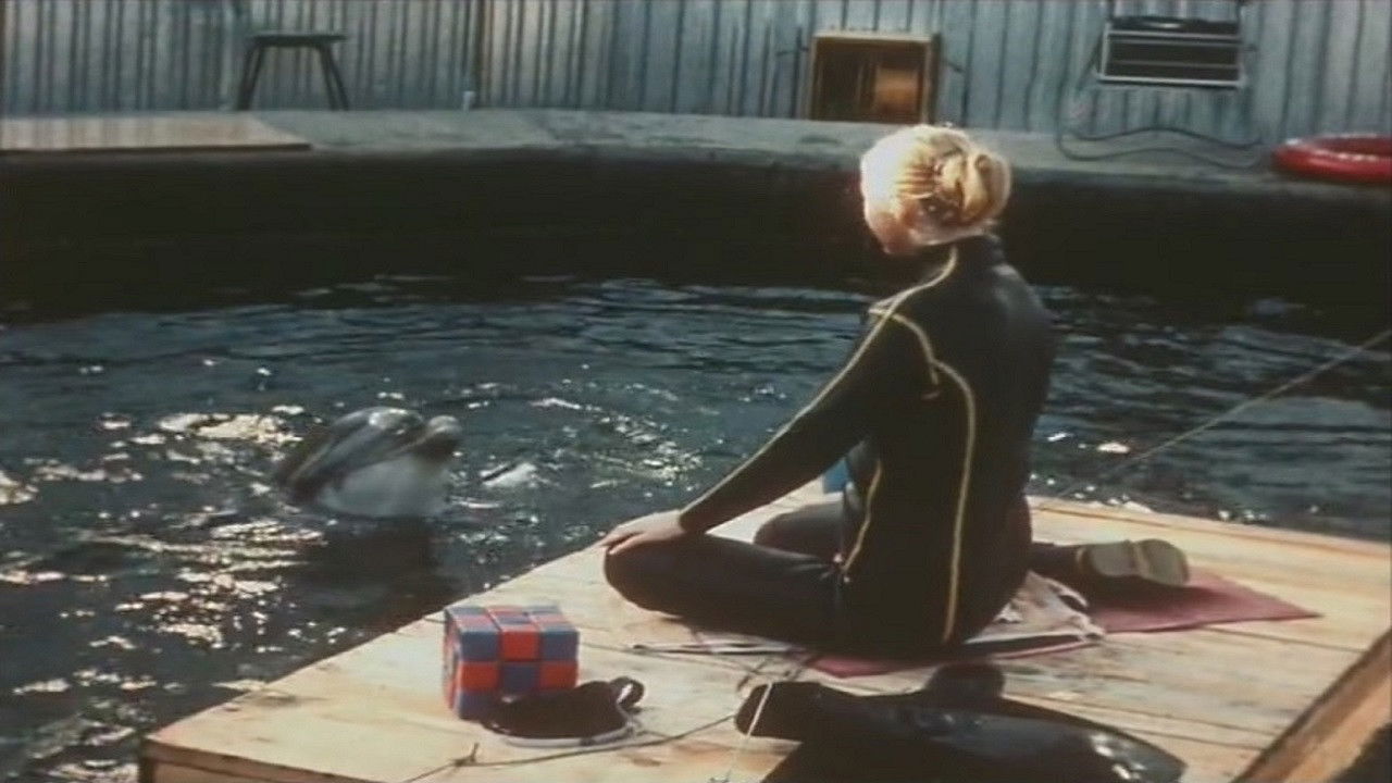 Backdrop for People and Dolphins