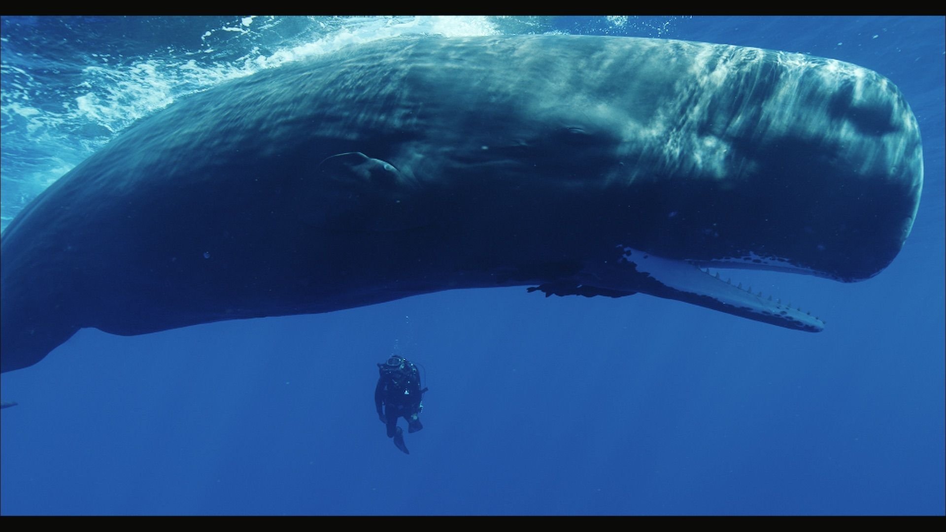 Backdrop for Cachalots, une histoire de famille