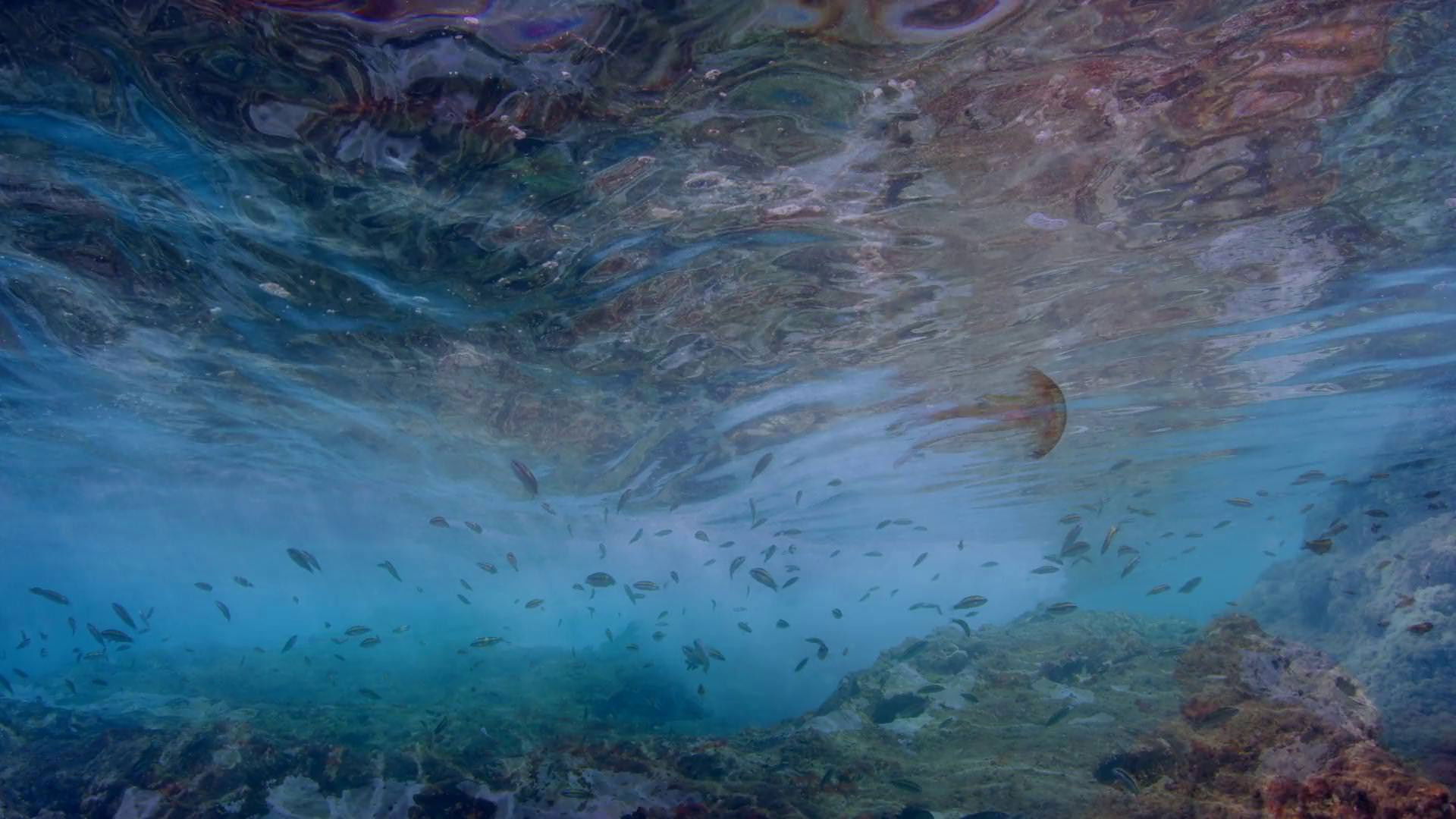 Backdrop for Life in the Blue