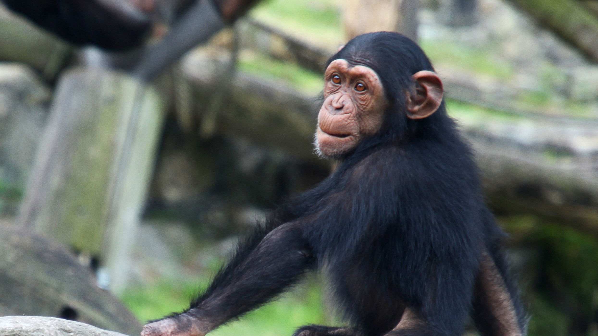 Backdrop for Inside Taronga Zoo