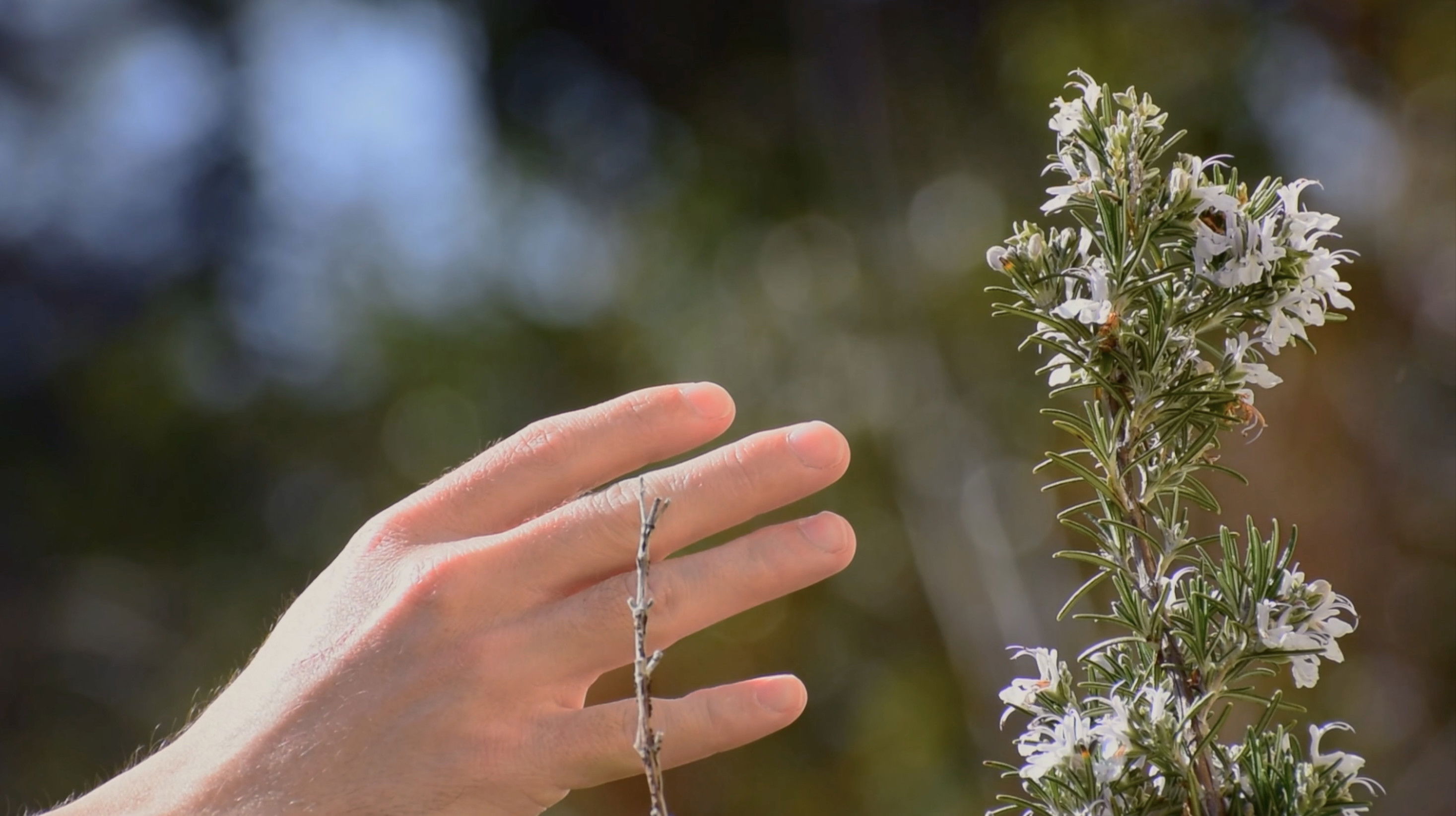 Backdrop for Single Blind